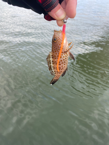 オオモンハタの釣果