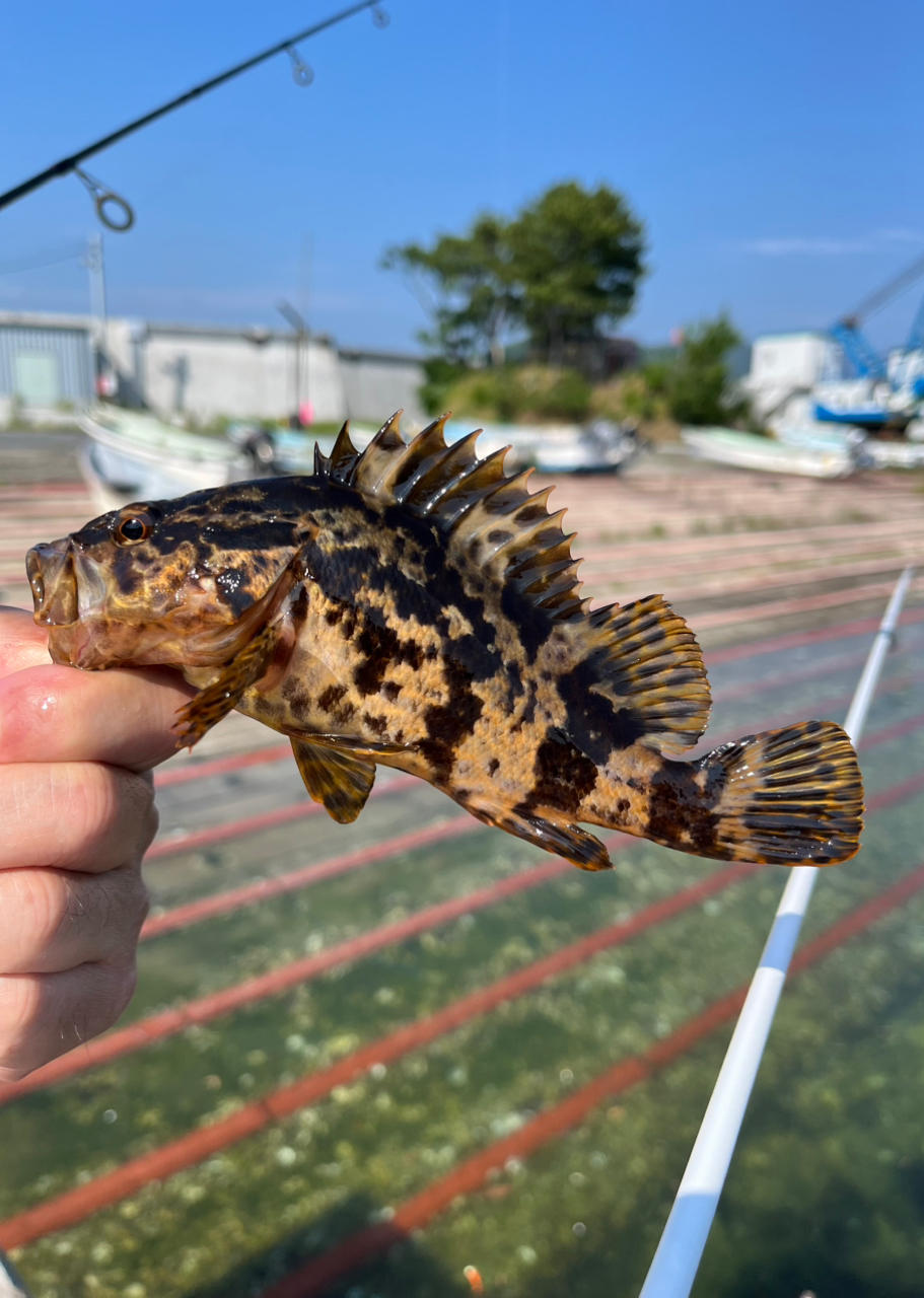 タケノコメバル