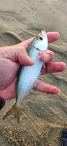 メアジの釣果