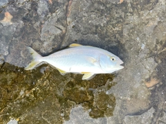 ショゴの釣果