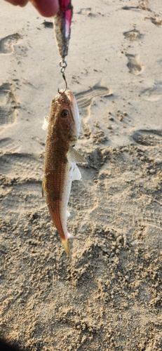 エソの釣果