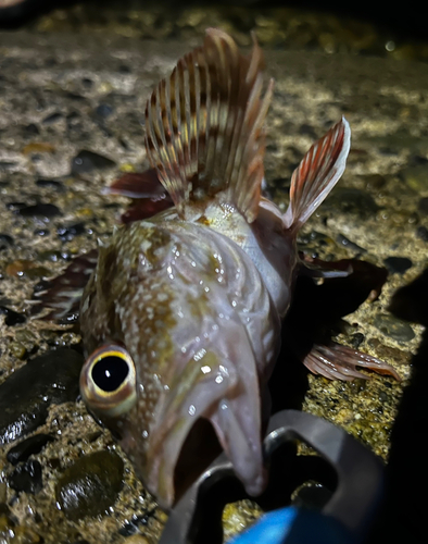 カサゴの釣果