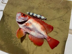 チカメキントキの釣果