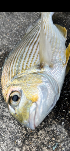 ヘダイの釣果