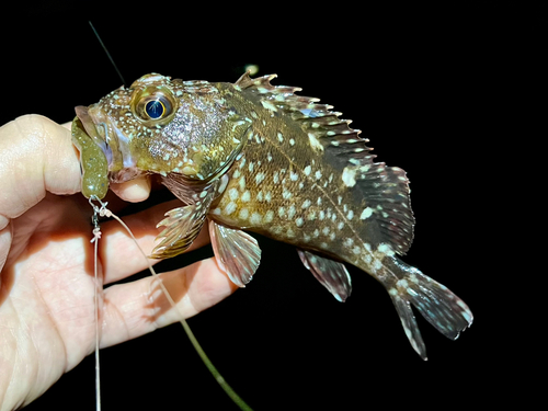 ガシラの釣果