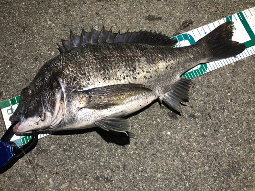 クロダイの釣果