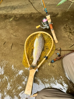 ブラウントラウトの釣果