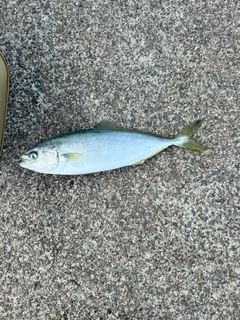 イナダの釣果