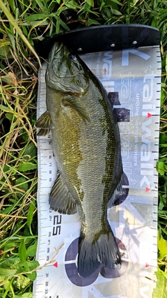 スモールマウスバスの釣果