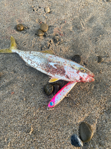 ワカシの釣果