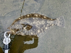 ヒラメの釣果