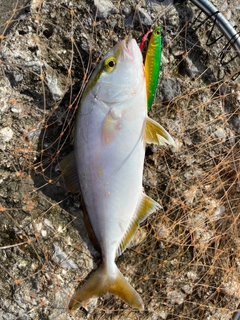 ショゴの釣果