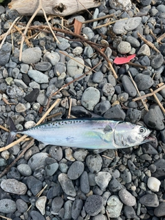 ソウダガツオの釣果