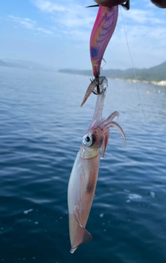 ケンサキイカの釣果