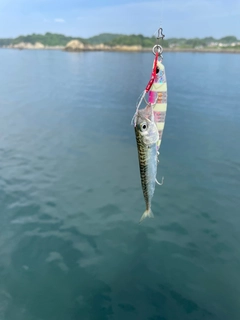 サバの釣果