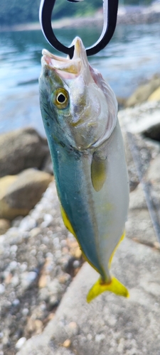 モジャコの釣果