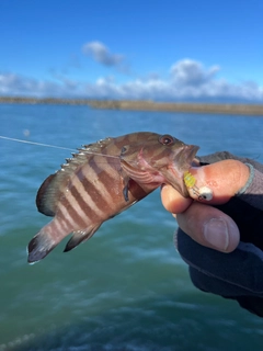 ヤミハタの釣果