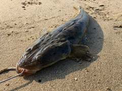 マゴチの釣果