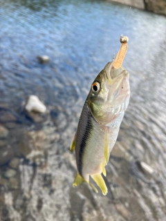 カワムツの釣果