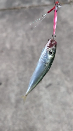 サバの釣果