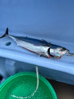 マルソウダの釣果