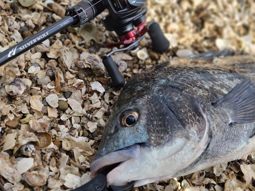 チヌの釣果