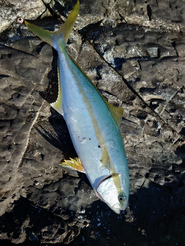 ヒラマサの釣果