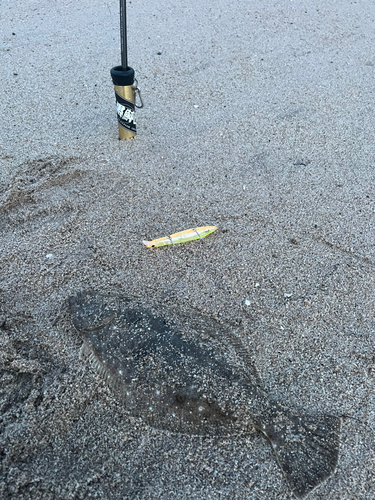 ヒラメの釣果