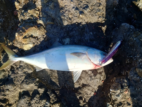 ハマチの釣果