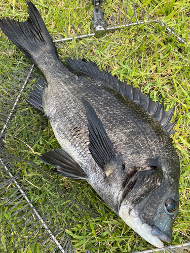 クロダイの釣果