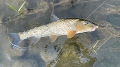 ニゴイの釣果