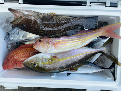 オオモンハタの釣果