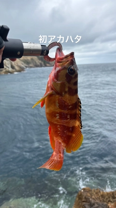 アカハタの釣果