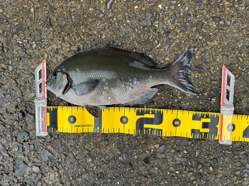 グレの釣果