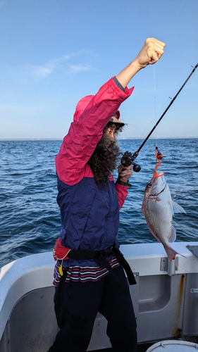 マダイの釣果