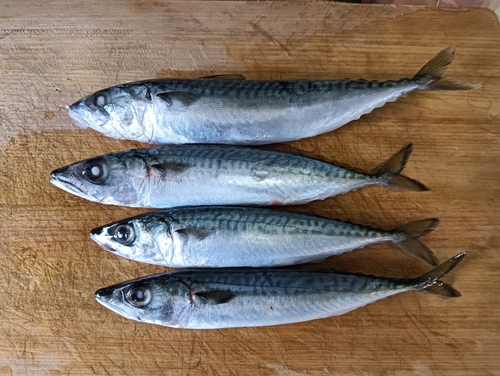 サバの釣果