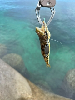 エソの釣果