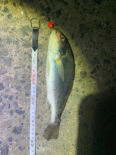 イシモチの釣果