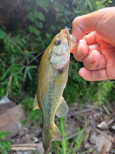 ラージマウスバスの釣果