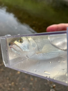 ハスの釣果