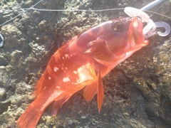 アカハタの釣果