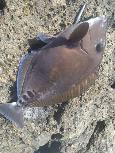 サンノジの釣果