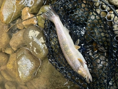 イワナの釣果