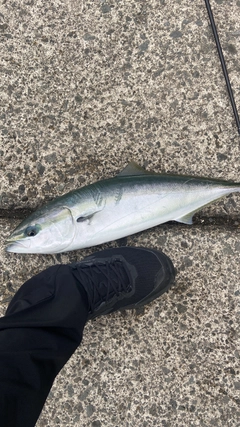 イナダの釣果