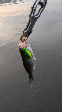 セイゴ（マルスズキ）の釣果