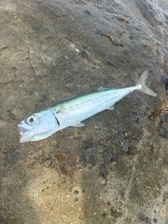 ゴマサバの釣果