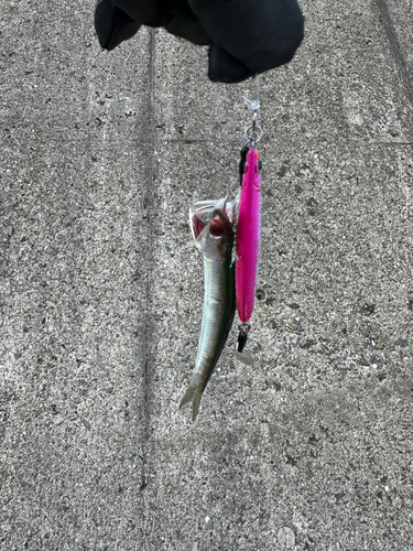 イワシの釣果