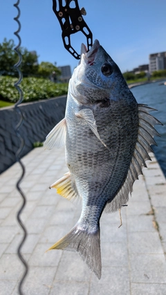 キビレの釣果