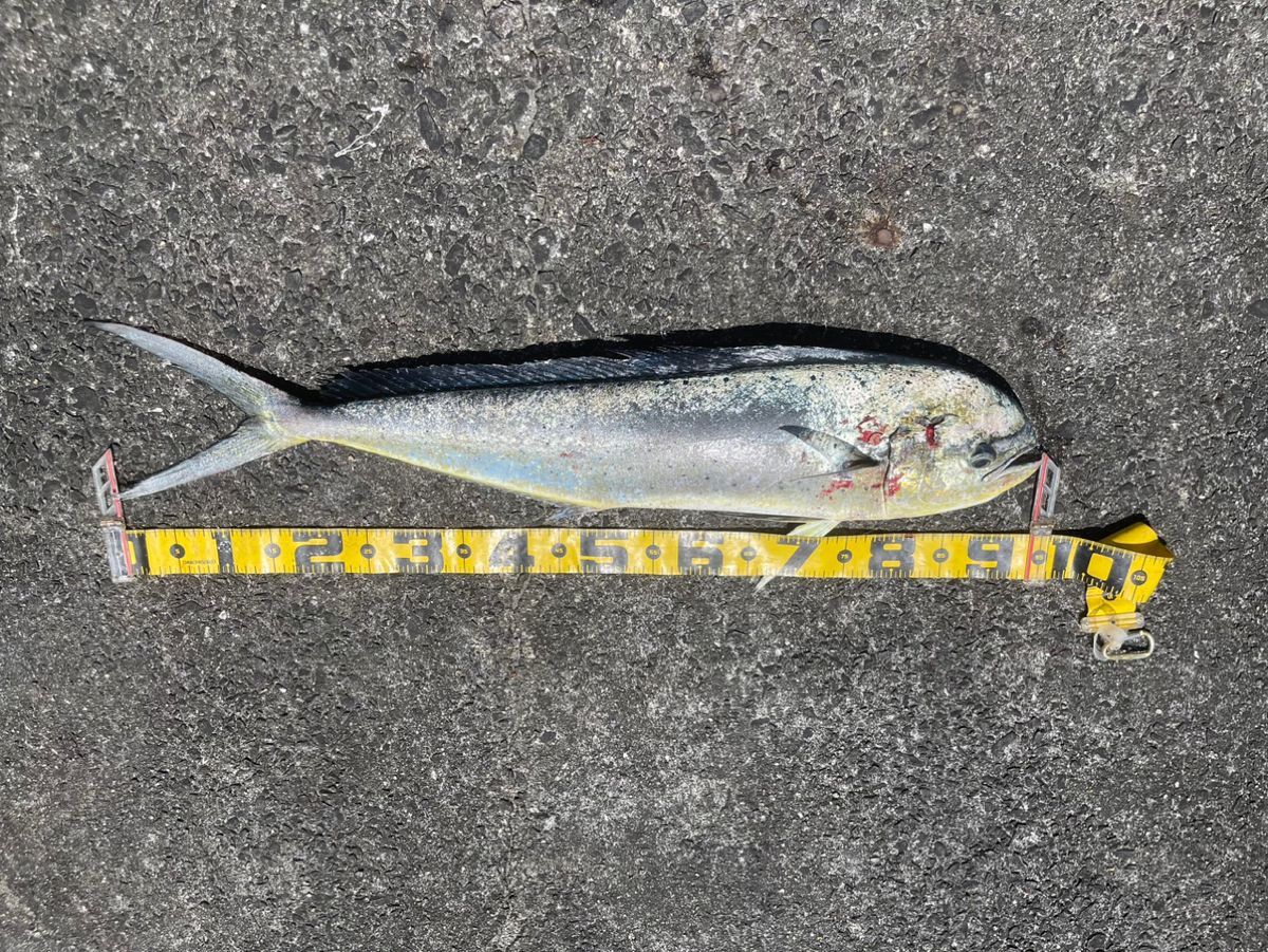 ミドさんの釣果 2枚目の画像