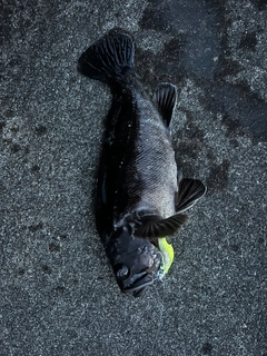 クロソイの釣果